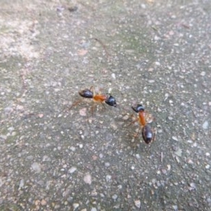 Camponotus nigriceps at Tathra, NSW - 10 Nov 2020