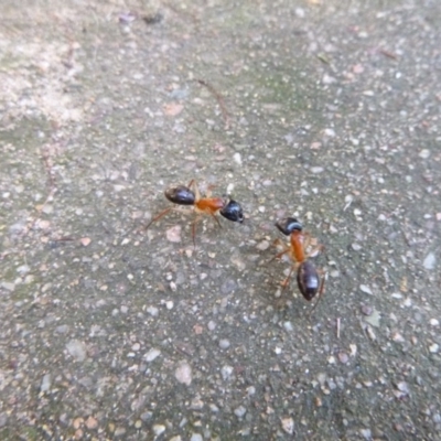 Camponotus nigriceps (Black-headed sugar ant) at Tathra, NSW - 9 Nov 2020 by TathraPreschool