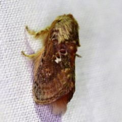 Pseudanapaea (genus) (A cup moth) at Forde, ACT - 6 Nov 2020 by ibaird