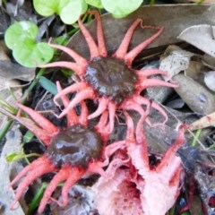 Aseroe rubra (Anemone Stinkhorn) at Tathra, NSW - 10 Nov 2020 by TathraPreschool