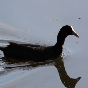 Fulica atra at Splitters Creek, NSW - 10 Nov 2020 12:59 AM