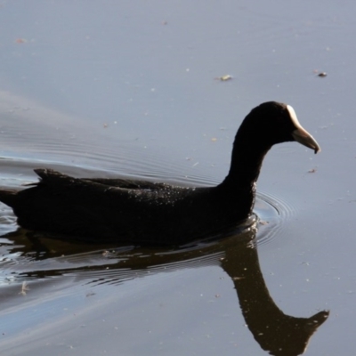 Fulica atra (Eurasian Coot) at Albury - 9 Nov 2020 by PaulF