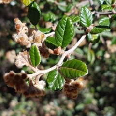 Pomaderris betulina subsp. betulina (Birch Pomaderris) at Bruce, ACT - 10 Nov 2020 by trevorpreston