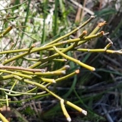 Omphacomeria acerba (Leafless Sour-bush) at Bruce, ACT - 10 Nov 2020 by trevorpreston