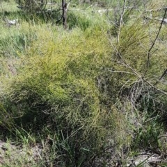 Omphacomeria acerba at Bruce, ACT - 10 Nov 2020