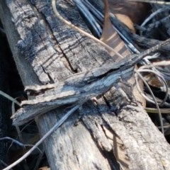 Coryphistes ruricola (Bark-mimicking Grasshopper) at Bruce Ridge to Gossan Hill - 9 Nov 2020 by trevorpreston
