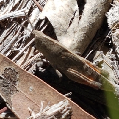 Goniaea sp. (genus) (A gumleaf grasshopper) at Bruce Ridge to Gossan Hill - 9 Nov 2020 by trevorpreston