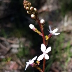 Stylidium graminifolium (grass triggerplant) at Bruce, ACT - 10 Nov 2020 by trevorpreston