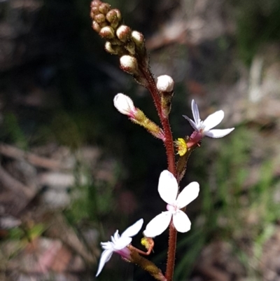 Stylidium graminifolium (Grass Triggerplant) at Bruce Ridge to Gossan Hill - 9 Nov 2020 by trevorpreston