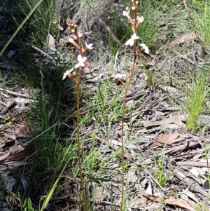 Stylidium graminifolium at Bruce, ACT - 10 Nov 2020 10:38 AM