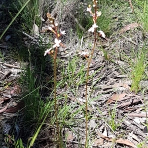 Stylidium graminifolium at Bruce, ACT - 10 Nov 2020