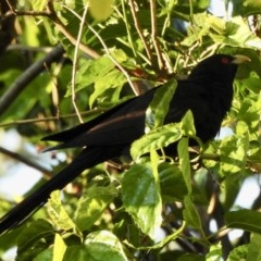 Eudynamys orientalis (Pacific Koel) at Wingecarribee Local Government Area - 9 Nov 2020 by GlossyGal