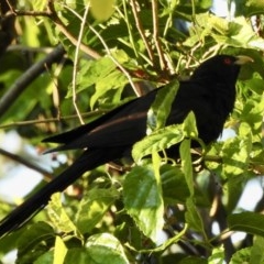 Eudynamys orientalis (Pacific Koel) at Burradoo, NSW - 9 Nov 2020 by GlossyGal