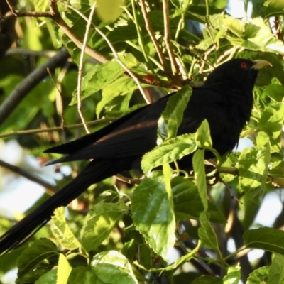 Eudynamys orientalis (Pacific Koel) at Burradoo - 9 Nov 2020 by GlossyGal