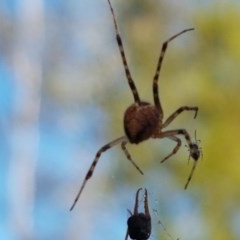 Theridiidae (family) (Comb-footed spider) at Flea Bog Flat, Bruce - 9 Nov 2020 by tpreston