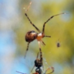 Theridiidae sp. (family) at Bruce, ACT - 10 Nov 2020