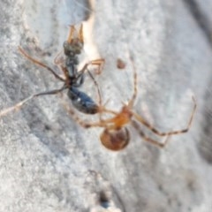 Theridiidae (family) at Bruce, ACT - 10 Nov 2020 10:39 AM