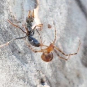 Theridiidae (family) at Bruce, ACT - 10 Nov 2020