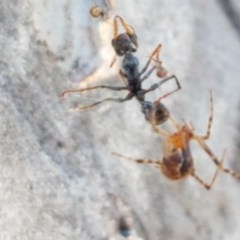 Theridiidae (family) at Bruce, ACT - 10 Nov 2020