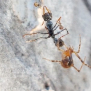 Theridiidae (family) at Bruce, ACT - 10 Nov 2020 10:39 AM