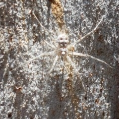 Tamopsis sp. (genus) (Two-tailed spider) at Bruce, ACT - 10 Nov 2020 by trevorpreston