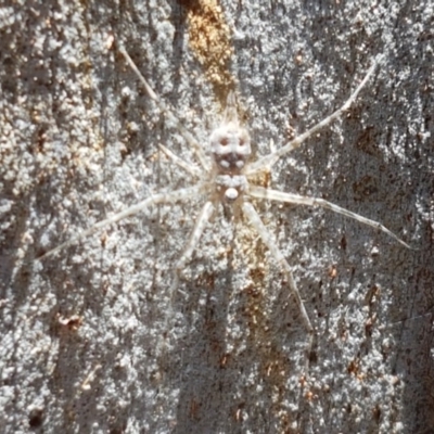 Tamopsis sp. (genus) (Two-tailed spider) at Bruce Ridge to Gossan Hill - 9 Nov 2020 by tpreston