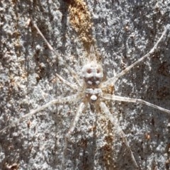 Tamopsis sp. (genus) at Bruce, ACT - 10 Nov 2020