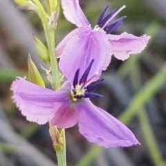 Arthropodium fimbriatum (Nodding Chocolate Lily) at Bruce, ACT - 9 Nov 2020 by tpreston