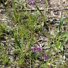 Arthropodium fimbriatum at Bruce, ACT - 10 Nov 2020 10:43 AM