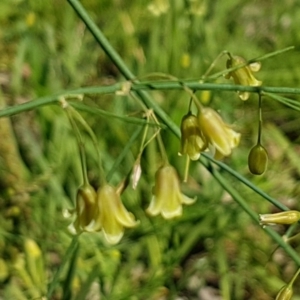 Asparagus officinalis at Bruce, ACT - 10 Nov 2020