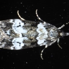 Eudonia protorthra (A Scopariine moth) at Ainslie, ACT - 9 Nov 2020 by jb2602