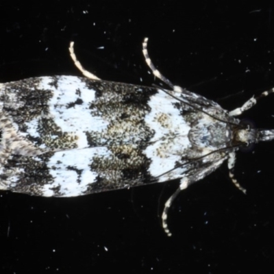 Eudonia protorthra (A Scopariine moth) at Ainslie, ACT - 9 Nov 2020 by jbromilow50