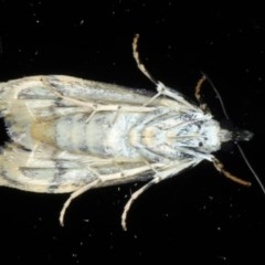 Eudonia protorthra at Ainslie, ACT - 9 Nov 2020