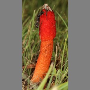 Phallus rubicundus at Kambah, ACT - 10 Nov 2020