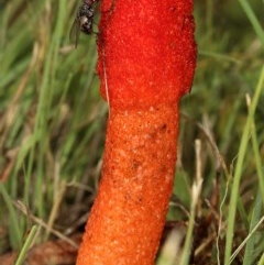 Phallus rubicundus at Kambah, ACT - 10 Nov 2020