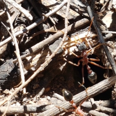 Myrmecia nigriceps (Black-headed bull ant) at Bruce Ridge to Gossan Hill - 9 Nov 2020 by trevorpreston