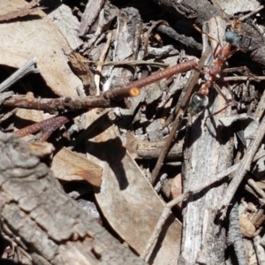 Myrmecia nigriceps at Bruce, ACT - 10 Nov 2020 10:46 AM