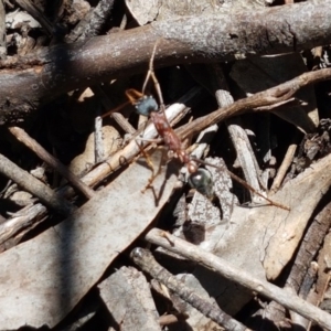 Myrmecia nigriceps at Bruce, ACT - 10 Nov 2020