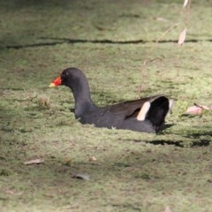 Gallinula tenebrosa (Dusky Moorhen) at Albury - 2 Nov 2020 by PaulF