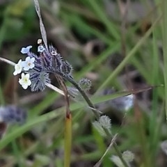 Myosotis discolor (Forget-me-not) at Little Taylor Grasslands - 21 Oct 2020 by RosemaryRoth