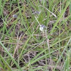 Myosotis discolor at Kambah, ACT - 21 Oct 2020 02:03 PM