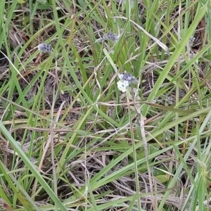 Myosotis discolor at Kambah, ACT - 21 Oct 2020