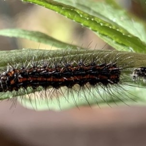 Nyctemera amicus at Quaama, NSW - 9 Nov 2020