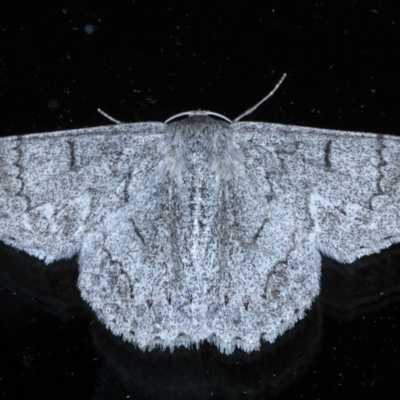 Crypsiphona ocultaria (Red-lined Looper Moth) at Ainslie, ACT - 8 Nov 2020 by jb2602