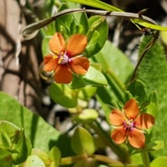 Lysimachia arvensis (Scarlet Pimpernel) at Flea Bog Flat, Bruce - 9 Nov 2020 by tpreston