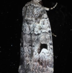 Thoracolopha flexirena (Zoned Noctuid) at Ainslie, ACT - 9 Nov 2020 by jb2602