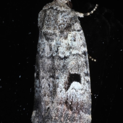 Thoracolopha flexirena (Zoned Noctuid) at Ainslie, ACT - 9 Nov 2020 by jb2602