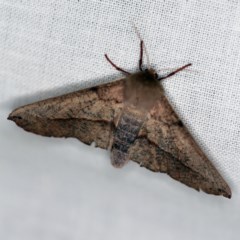Antictenia punctunculus (A geometer moth) at Goorooyarroo NR (ACT) - 6 Nov 2020 by ibaird