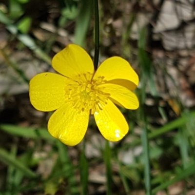 Ranunculus lappaceus (Australian Buttercup) at Bruce, ACT - 10 Nov 2020 by trevorpreston