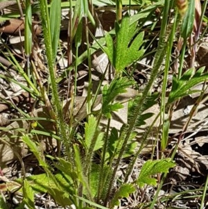 Ranunculus lappaceus at Bruce, ACT - 10 Nov 2020